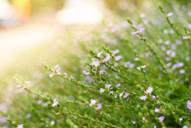 Lente wilde bloemen in de zon