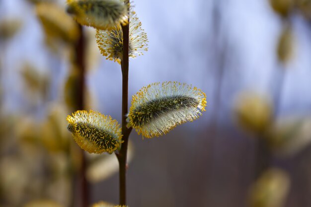 lente wilgen takje met knoppen