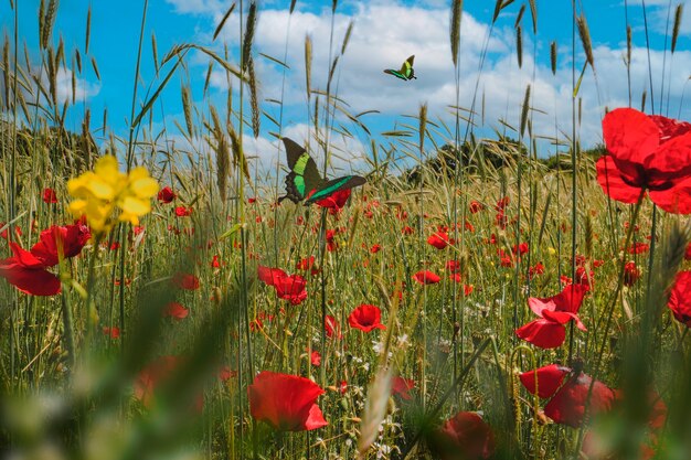 Lentescène met bloemen en vlinder