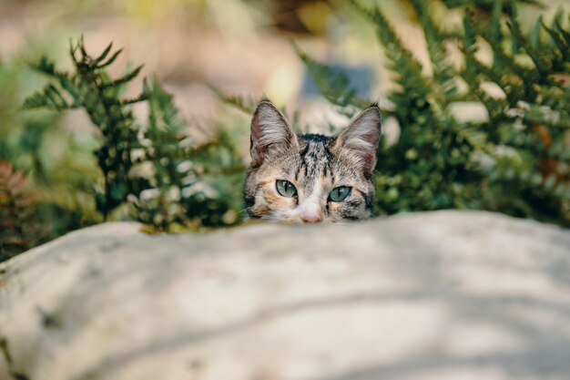 Leuk katje met mooie ogen achter een steen tussen de planten