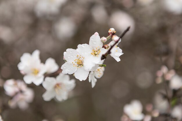 Leuke amandelbloesems met druppels water