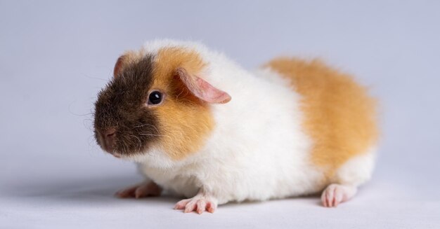 Leuke Amerikaanse Teddy cavia op een lichtpaarse achtergrond