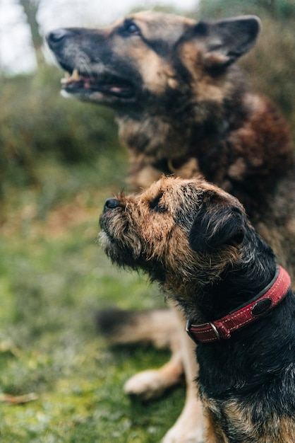 Leuke border terrier-hond en een Duitse herder zittend op het gras