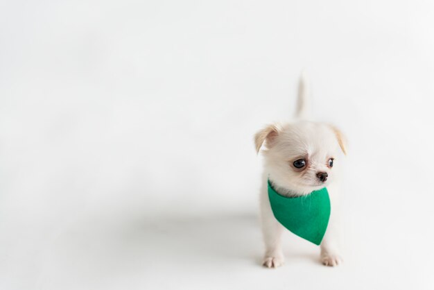 Leuke Chihuahua-puppy