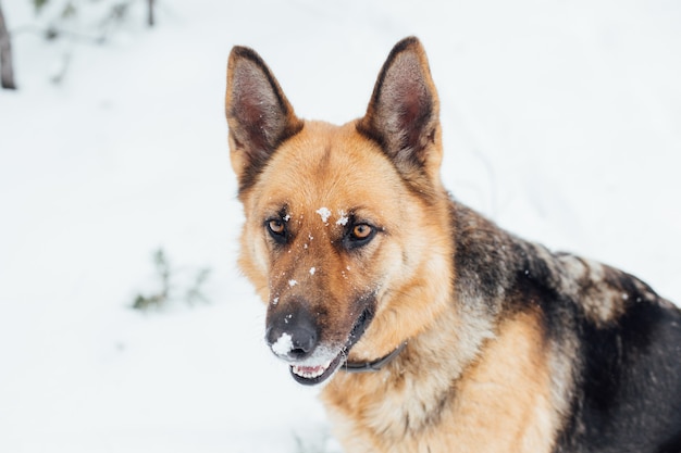 Leuke Duitse herder in sneeuwbos in de winter