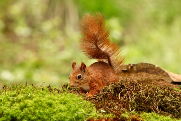 Gratis foto leuke eekhoorn die voedsel in een bos zoekt