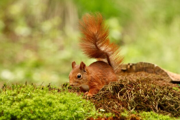 Leuke eekhoorn die voedsel in een bos zoekt