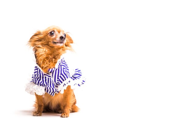 Leuke geklede bruine die hond op witte achtergrond wordt geïsoleerd