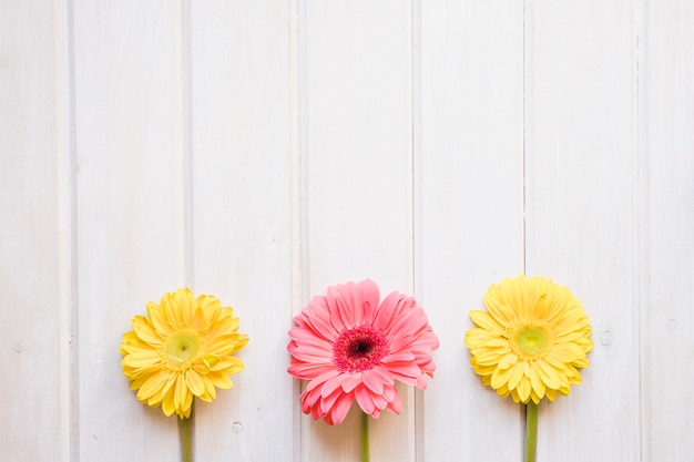 Leuke gerberas op wit