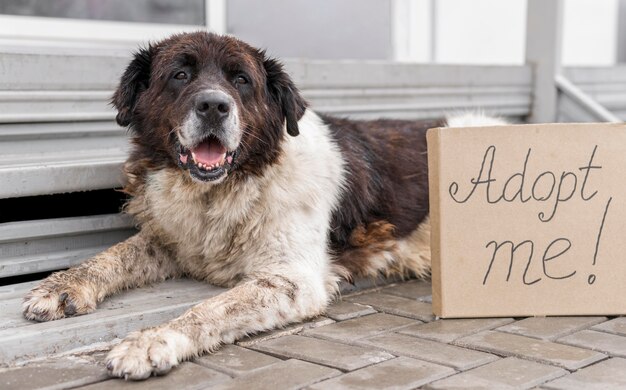 Leuke grote hond die naast me zit te ondertekenen bij asiel