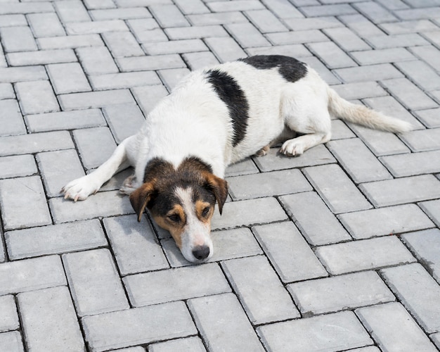 Leuke hond die buiten wacht om door iemand te worden geadopteerd