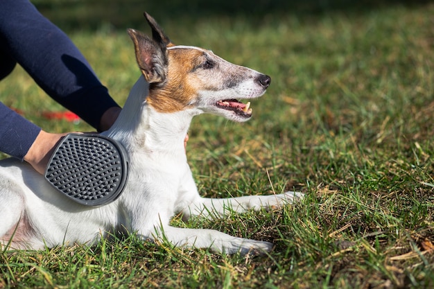 Leuke hond die door eigenaar in park wordt gehouden