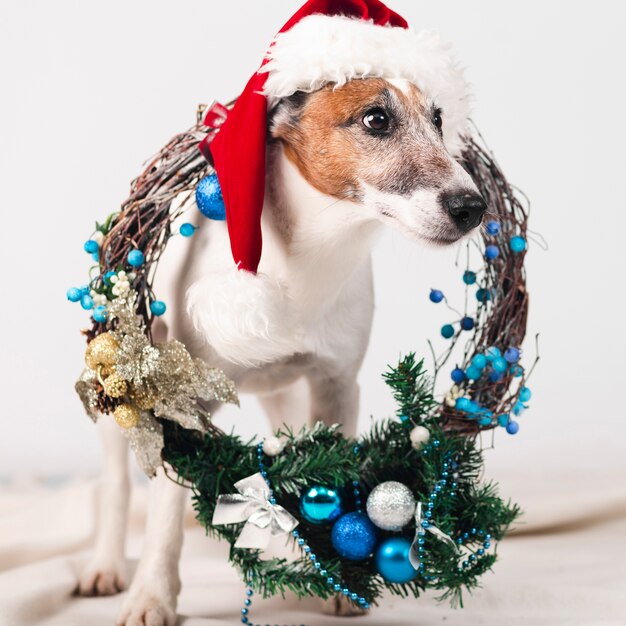 Leuke hond die hoed met Kerstmisdecoratie draagt