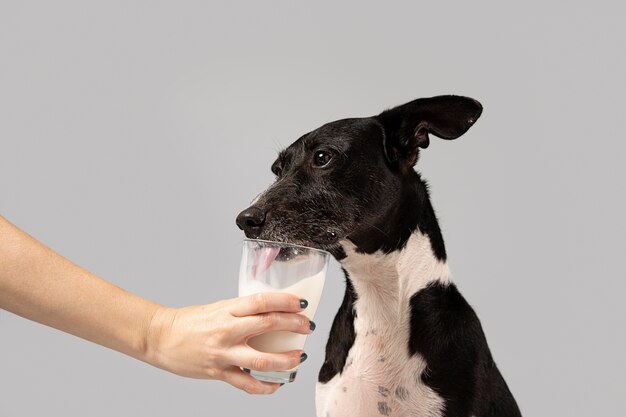 Leuke hond die melk krijgt van zijn eigenaar.
