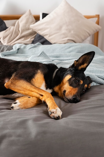 Leuke hond die op bed legt