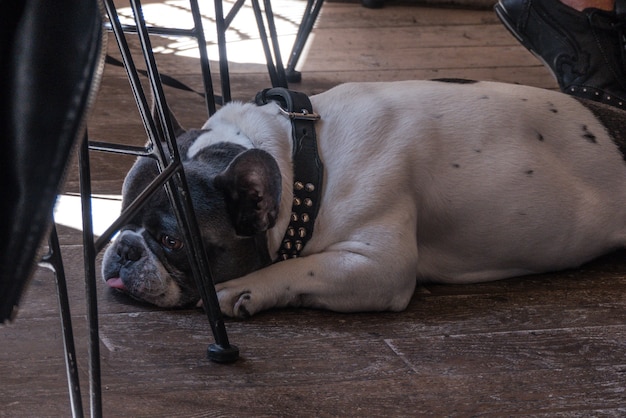 Leuke hond die op houten vloer ligt