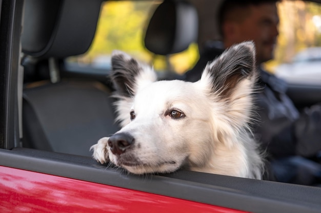 Gratis foto leuke hond kijkt uit het raam