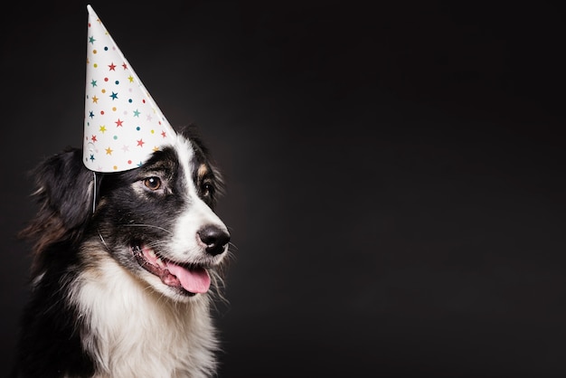 Gratis foto leuke hond met een hoed