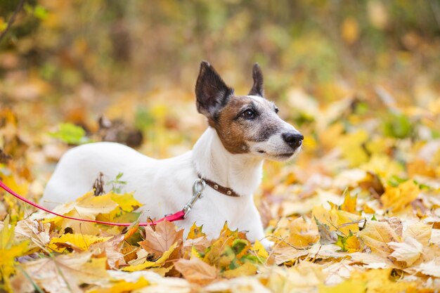 Leuke hond met leiband die in het meest forrest legt