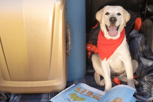 Leuke hond met rode bandana hoge mening