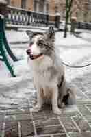 Gratis foto leuke hond op een wandeling in de winter