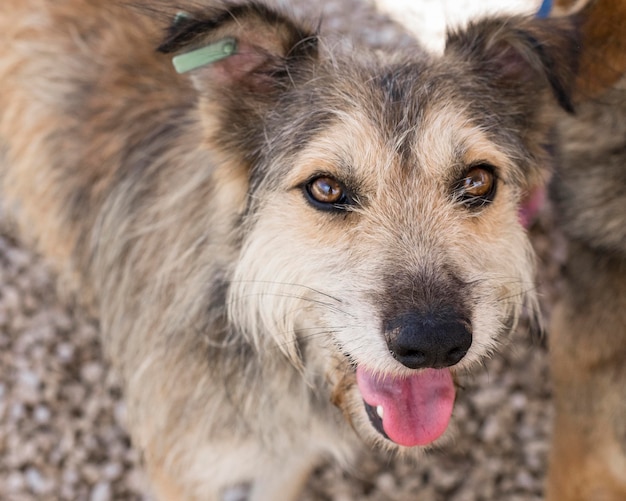 Leuke honden die wachten om door iemand te worden opgevangen