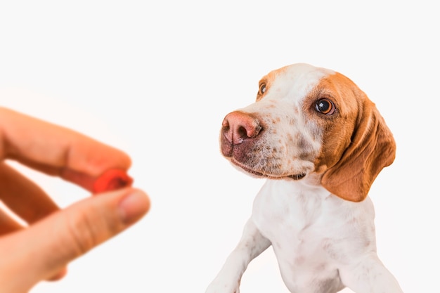 Gratis foto leuke huisdierencollage geïsoleerd