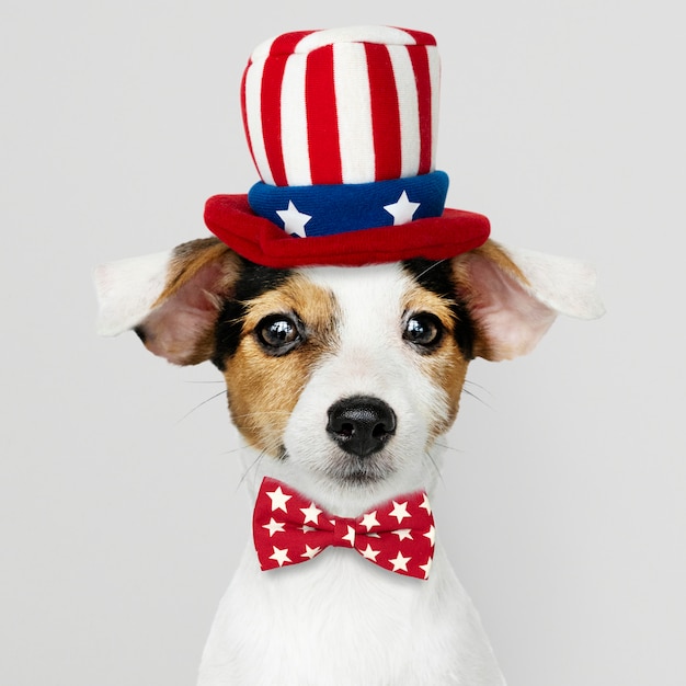 Leuke Jack Russell Terrier in Uncle Sam-hoed en vlinderdas