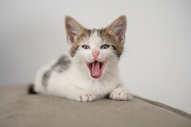 Leuke kat die tijd doorbrengt binnen.