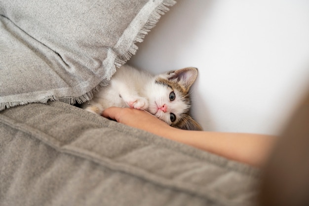 Leuke kat die tijd doorbrengt binnen.