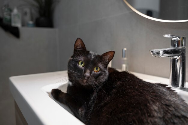 Leuke kat die tijd doorbrengt binnen.