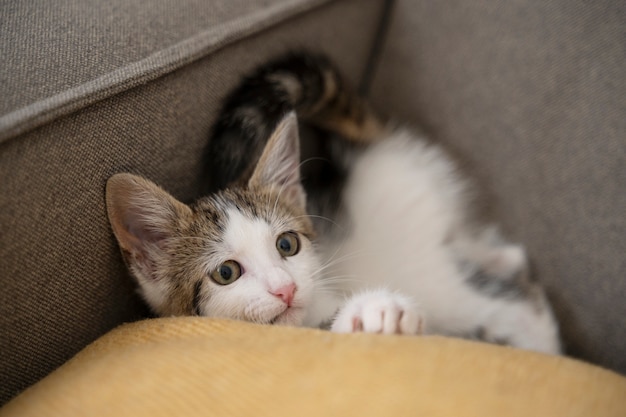 Leuke kat die tijd doorbrengt binnen.