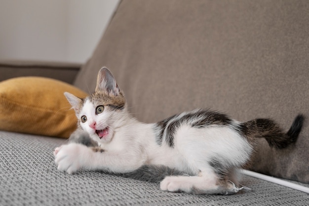 Gratis foto leuke kat die tijd doorbrengt binnen.