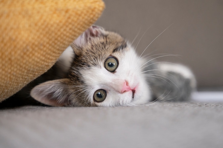 Gratis Foto leuke kat die tijd doorbrengt binnen.