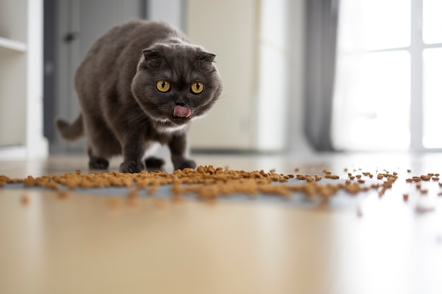 Leuke kat die voedsel op vloer eet