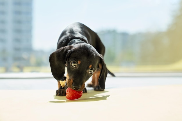 Leuke kleine zwarte dachshund puppy staat te eten bijtend aardbeien naar beneden te kijken