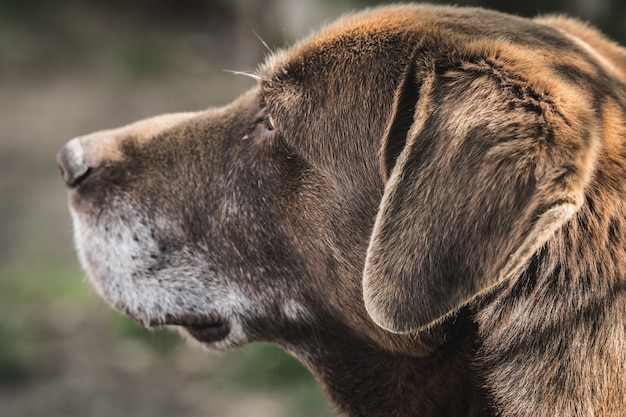 Leuke labrador retriever die in de tuin legt