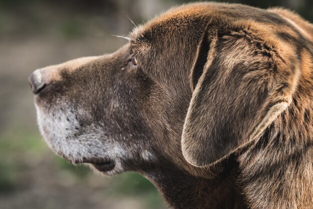 Leuke labrador retriever die in de tuin legt