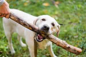 Gratis foto leuke labrador speelhaal openlucht