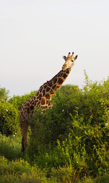 Leuke Massai Giraffe in Tsavo East National park, Kenia, Afrika