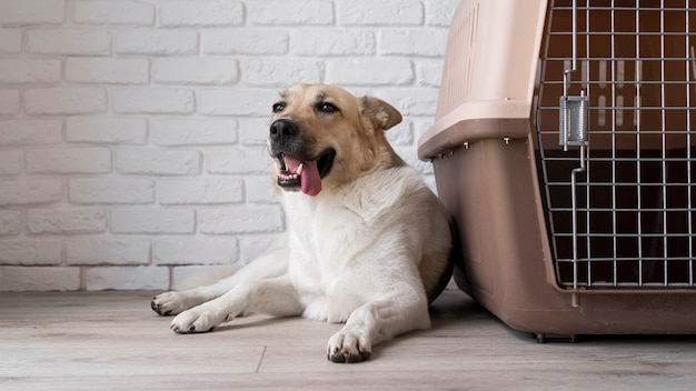 Leuke smileyhond dichtbij kennel