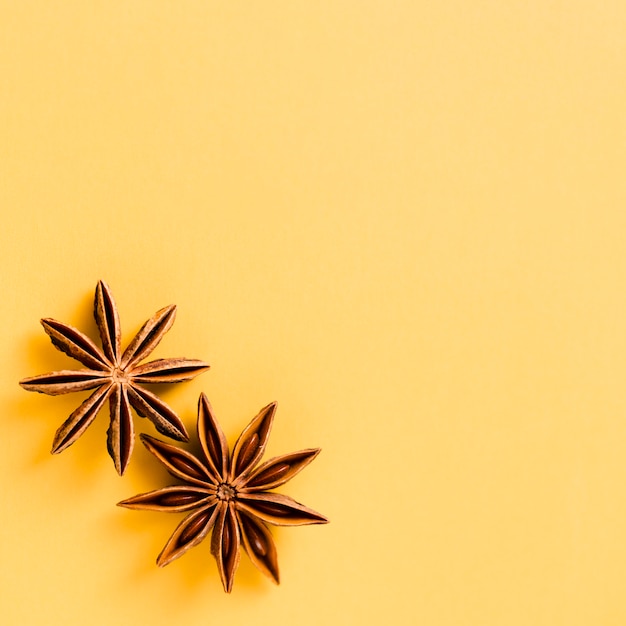 Gratis foto leuke steranijsplant met oranje achtergrond