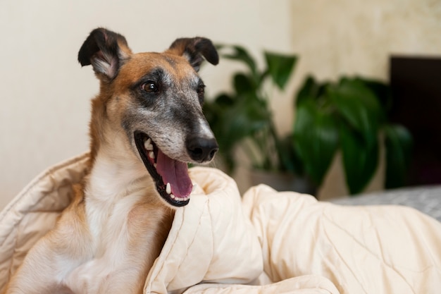 Gratis foto leuke windhondhond die in bed ligt