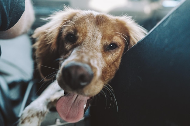 Gratis foto leuke witte en rode hond die in de auto zit