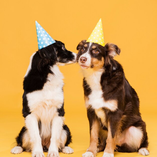 Leuke zittende honden met hoeden