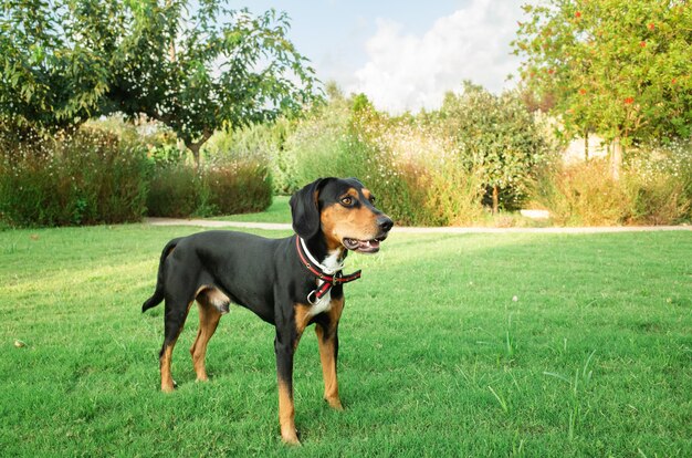 Leuke zwarte Hamilton Hound-hond die op een zonnige dag in een park speelt
