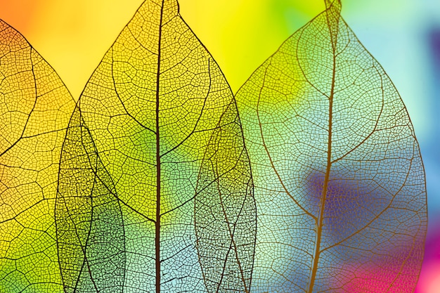 Gratis foto levendige abstracte groene herfstbladeren