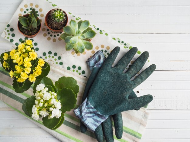 Levendige ingemaakte succulente installatie met paar handschoenen op servet over de witte lijst