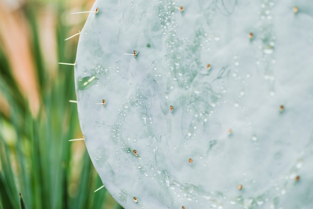 Gratis foto lichte, vlezige cactus