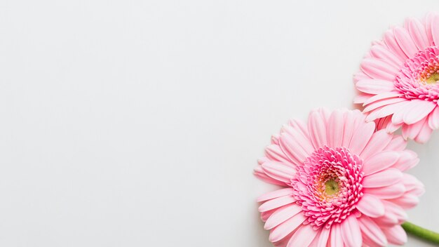 Lichtroze Gerbera madeliefjebloemen op grijze achtergrond